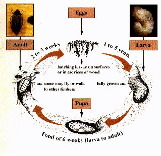 Often the only way to differentiate between the beetles is the size 